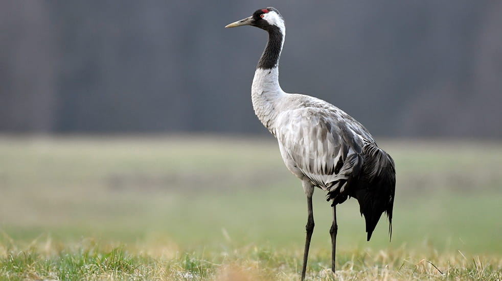 Wildlife watching in the UK: common crane in Hickling Broad